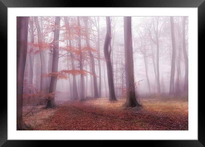 Foggy Woods Framed Mounted Print by Ceri Jones