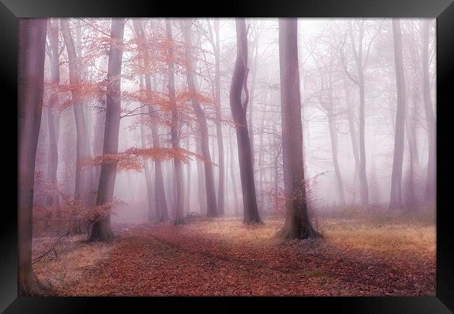 Foggy Woods Framed Print by Ceri Jones