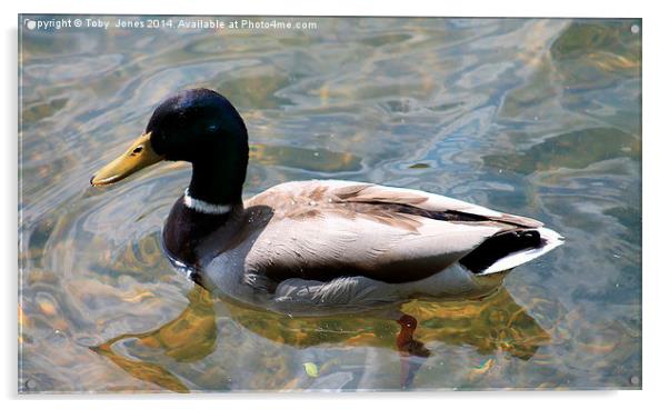 Mallard Duck Acrylic by Toby  Jones
