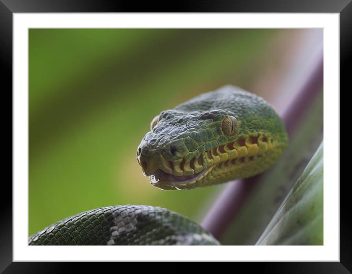 Corallus caninus Framed Mounted Print by Ceri Jones