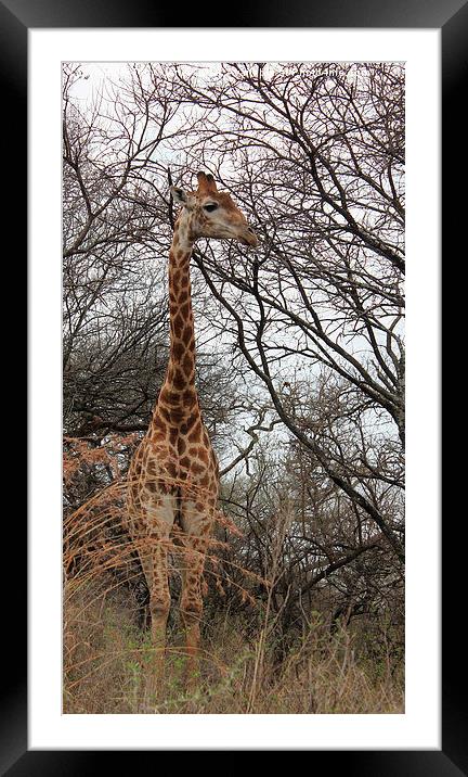Male Giraffe Framed Mounted Print by Toby  Jones