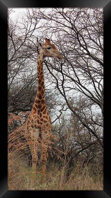 Male Giraffe Framed Print by Toby  Jones