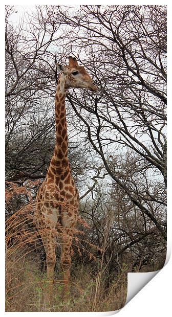 Male Giraffe Print by Toby  Jones