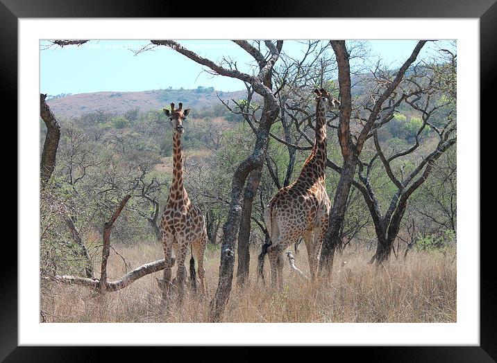 Giraffes Framed Mounted Print by Toby  Jones
