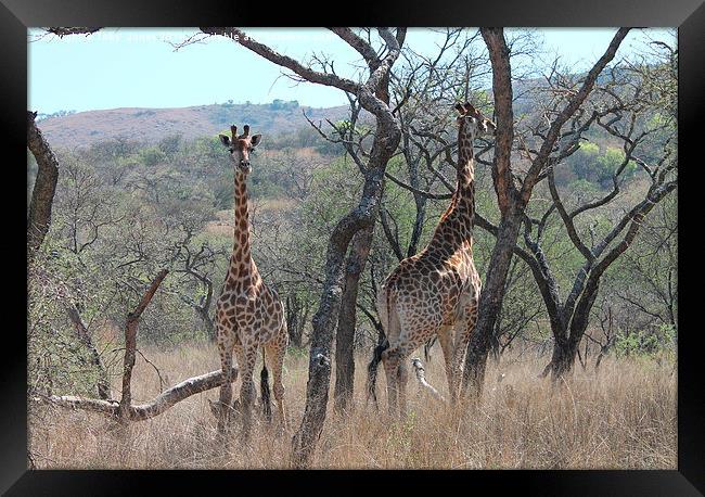 Giraffes Framed Print by Toby  Jones