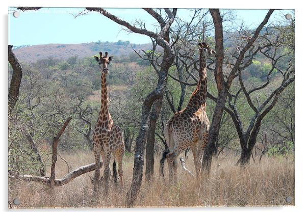Giraffes Acrylic by Toby  Jones