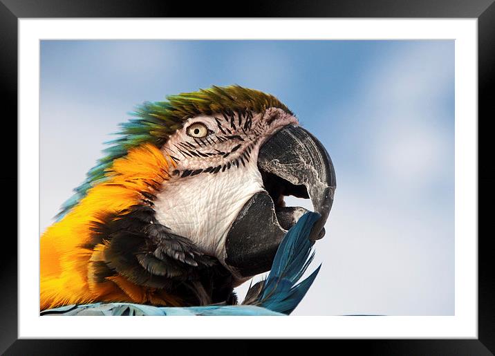 Macaw Preening Framed Mounted Print by Joyce Storey