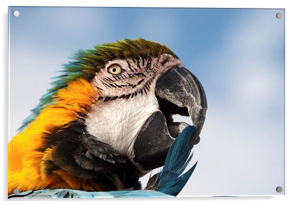 Macaw Preening Acrylic by Joyce Storey