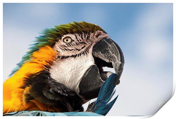 Macaw Preening Print by Joyce Storey