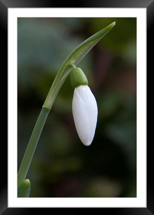 Snowdrop Framed Mounted Print by Joyce Storey