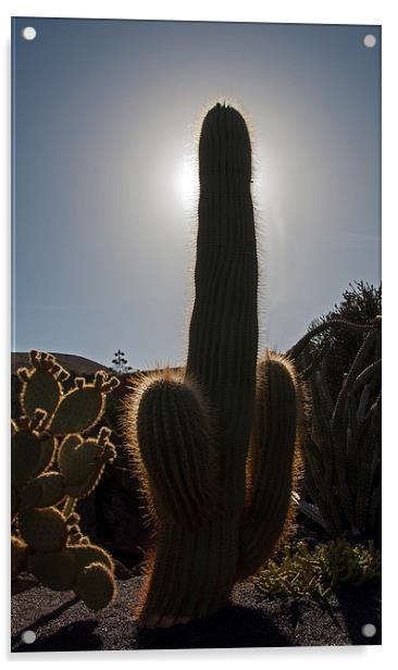 Cactus Acrylic by Geoff Storey
