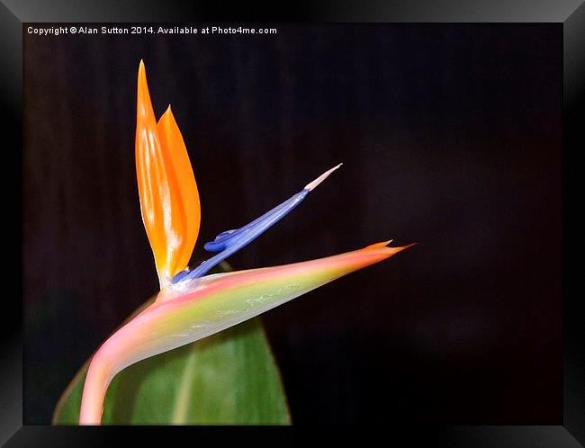Bird of Paradise flower Framed Print by Alan Sutton