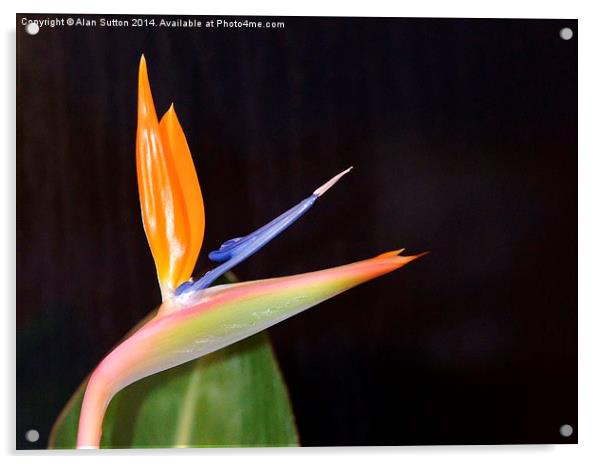 Bird of Paradise flower Acrylic by Alan Sutton