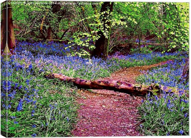 Bluebell Wood Canvas Print by Jason Williams