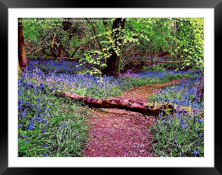Bluebell Wood Framed Mounted Print by Jason Williams