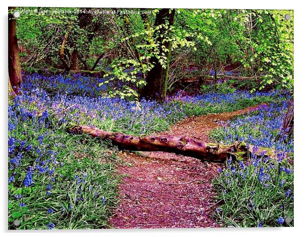 Bluebell Wood Acrylic by Jason Williams