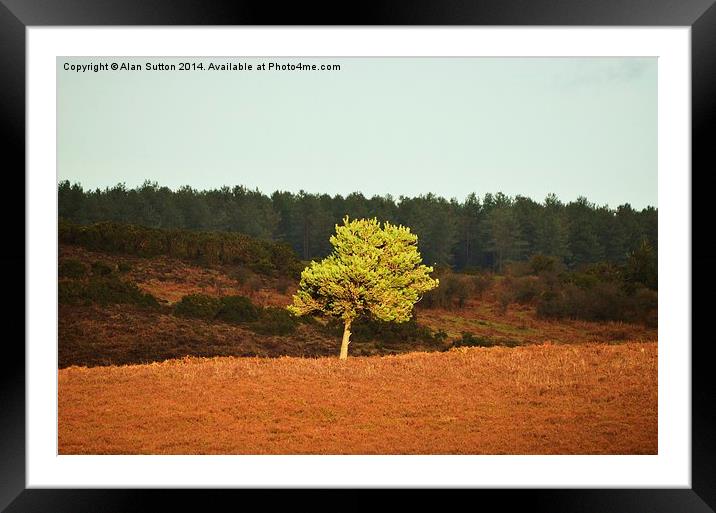 Sun-kissed tree. Framed Mounted Print by Alan Sutton