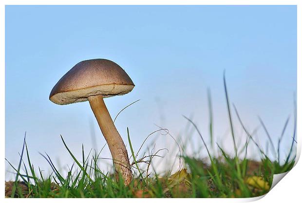 Bolete Mushroom Print by Mark  F Banks