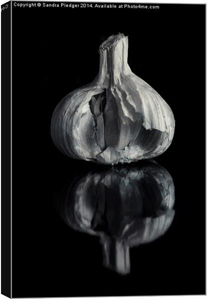 Garlic Canvas Print by Sandra Pledger