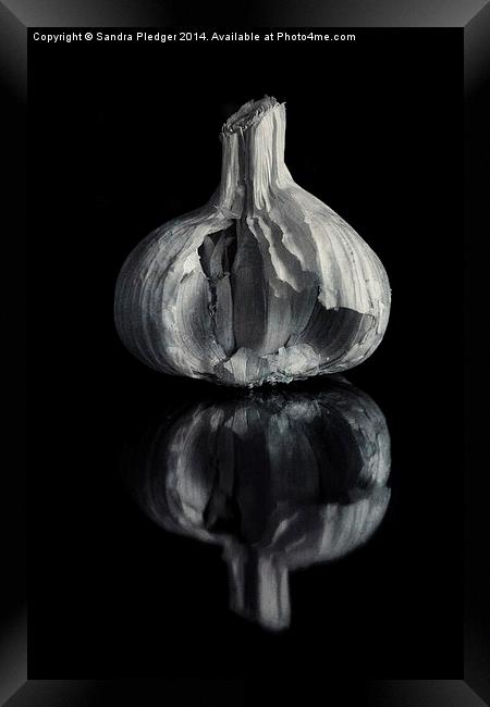 Garlic Framed Print by Sandra Pledger
