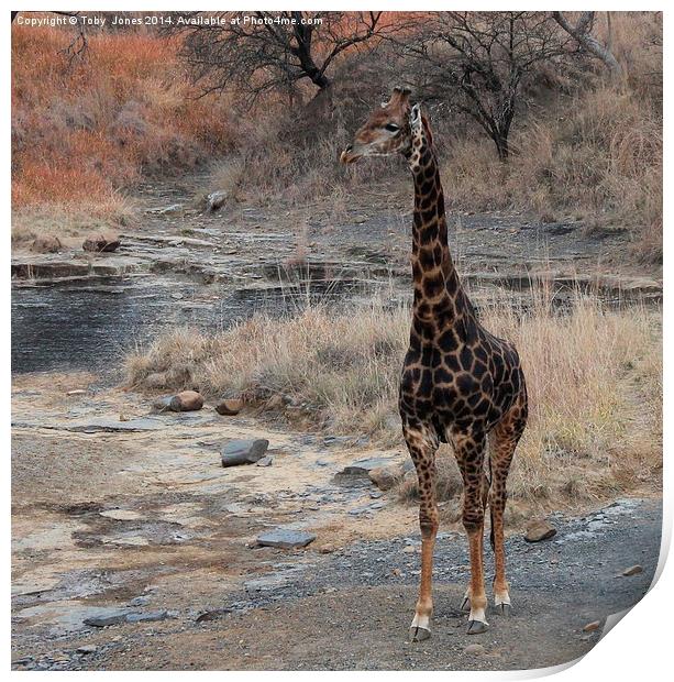 Male Giraffe Print by Toby  Jones