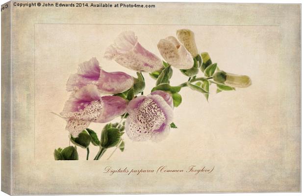 Digitalis purpurea (Common Foxglove) Canvas Print by John Edwards