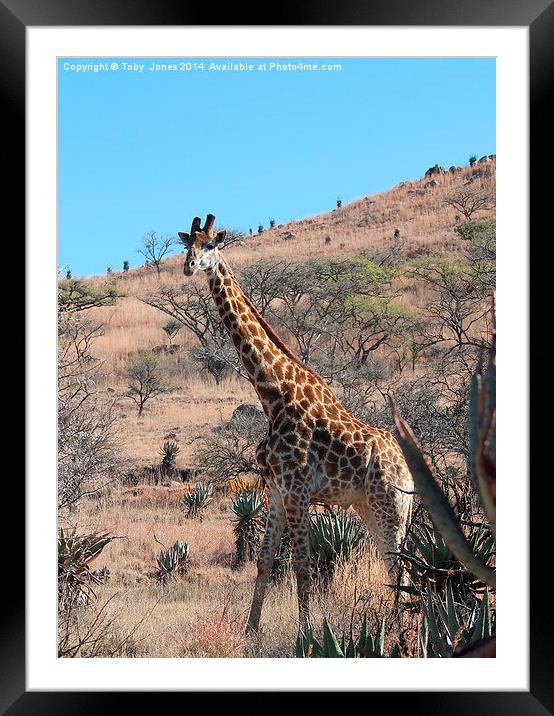 Giraffe Framed Mounted Print by Toby  Jones