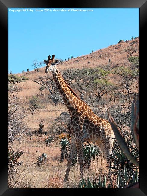 Giraffe Framed Print by Toby  Jones