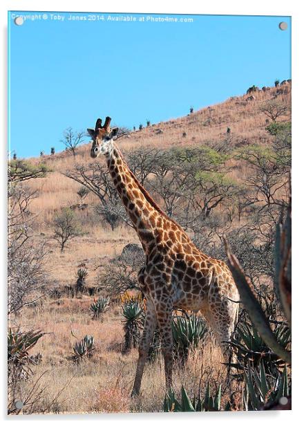 Giraffe Acrylic by Toby  Jones