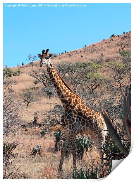 Giraffe Print by Toby  Jones