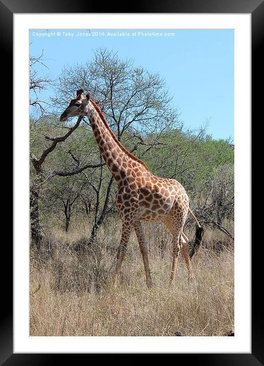 Female Giraffe Framed Mounted Print by Toby  Jones