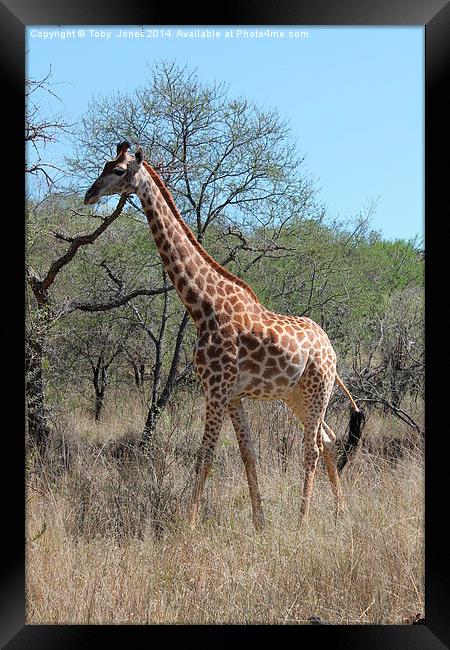 Female Giraffe Framed Print by Toby  Jones