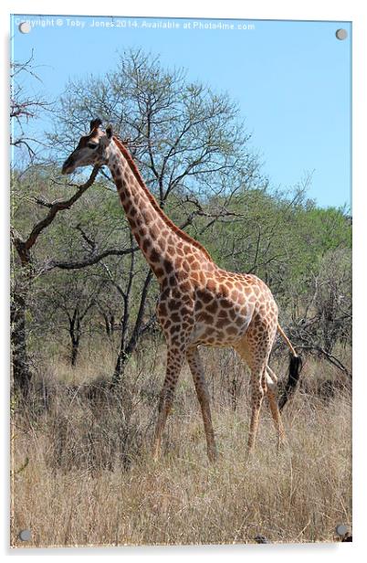 Female Giraffe Acrylic by Toby  Jones