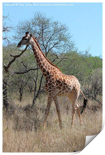 Female Giraffe Print by Toby  Jones