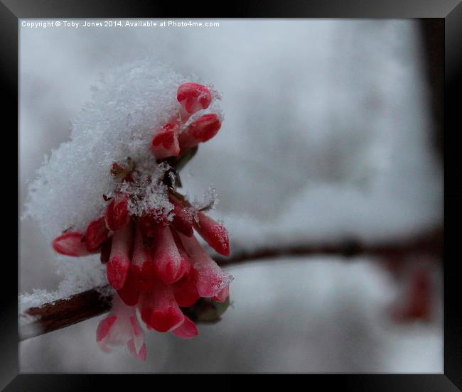 Snow Blossom Framed Print by Toby  Jones