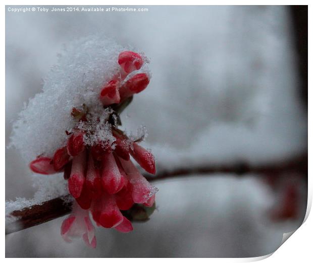 Snow Blossom Print by Toby  Jones