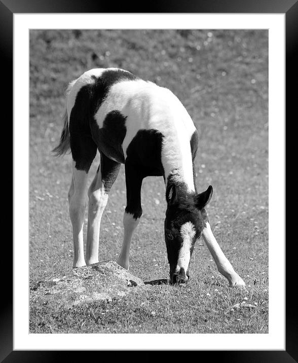 Dartmoor Foal Pony Framed Mounted Print by Nigel Barrett Canvas