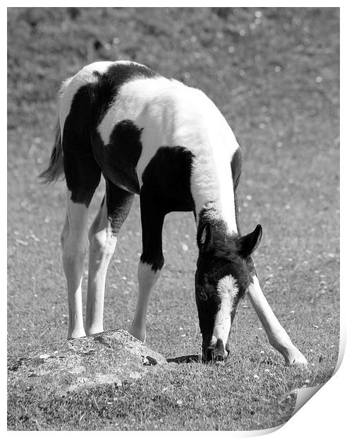 Dartmoor Foal Pony Print by Nigel Barrett Canvas