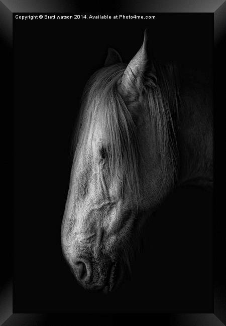 an old shire horse Framed Print by Brett watson
