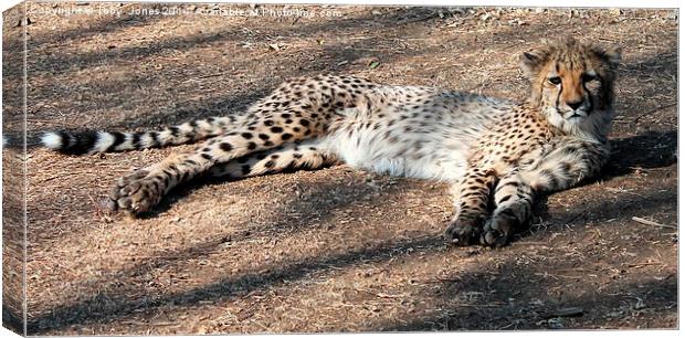 Lazy Cheetah Canvas Print by Toby  Jones