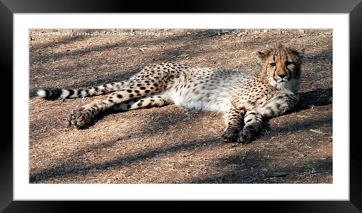 Lazy Cheetah Framed Mounted Print by Toby  Jones
