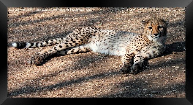 Lazy Cheetah Framed Print by Toby  Jones