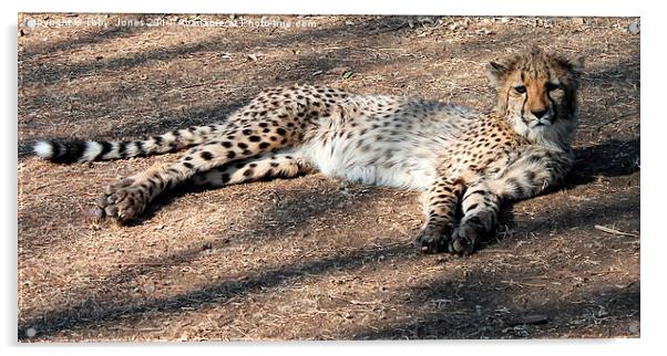 Lazy Cheetah Acrylic by Toby  Jones