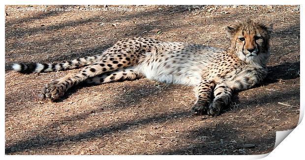 Lazy Cheetah Print by Toby  Jones