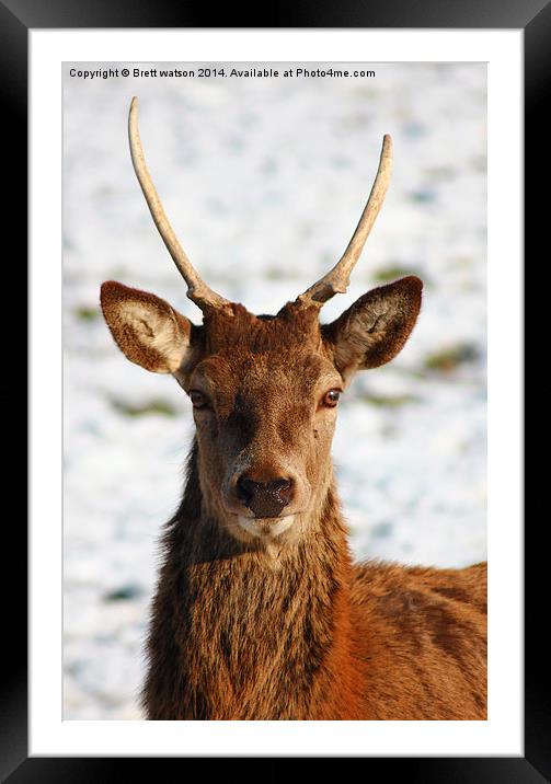 red deer Framed Mounted Print by Brett watson