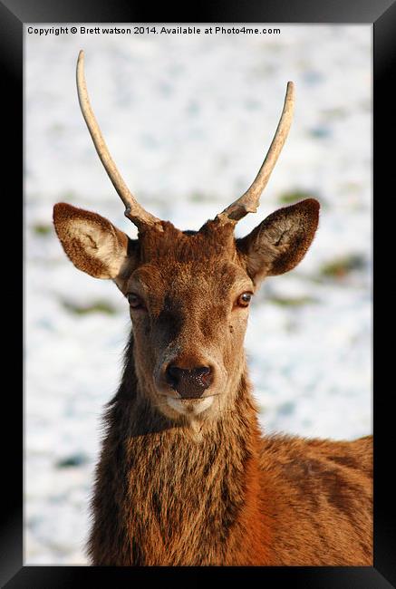 red deer Framed Print by Brett watson