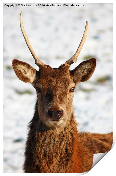 red deer Print by Brett watson