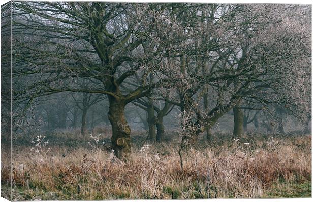 Morning frost and fog in deciduous woodland. Canvas Print by Liam Grant