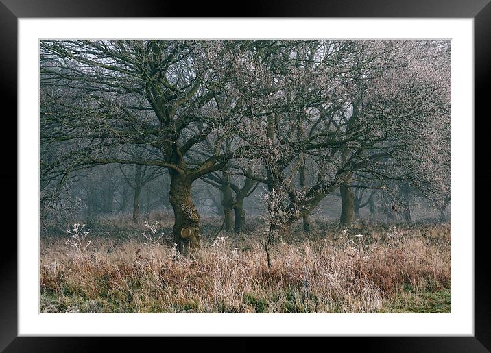 Morning frost and fog in deciduous woodland. Framed Mounted Print by Liam Grant