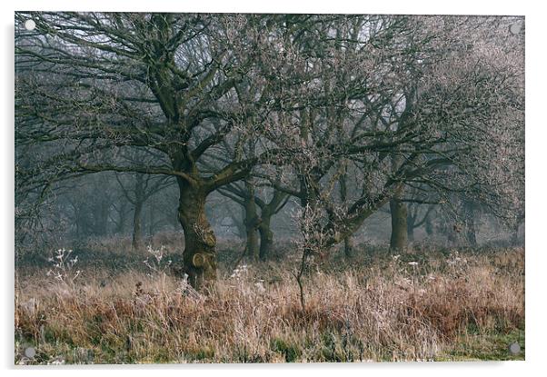 Morning frost and fog in deciduous woodland. Acrylic by Liam Grant